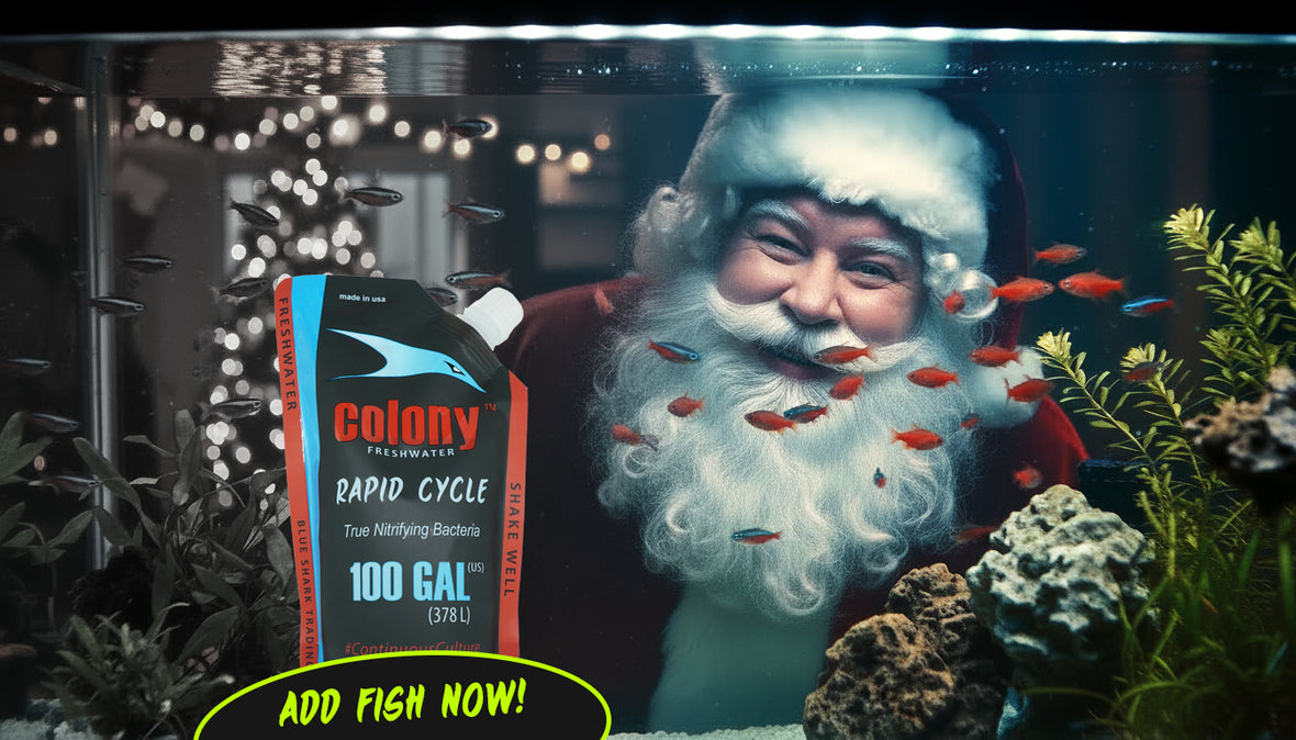 Blue shark christmas eve splash