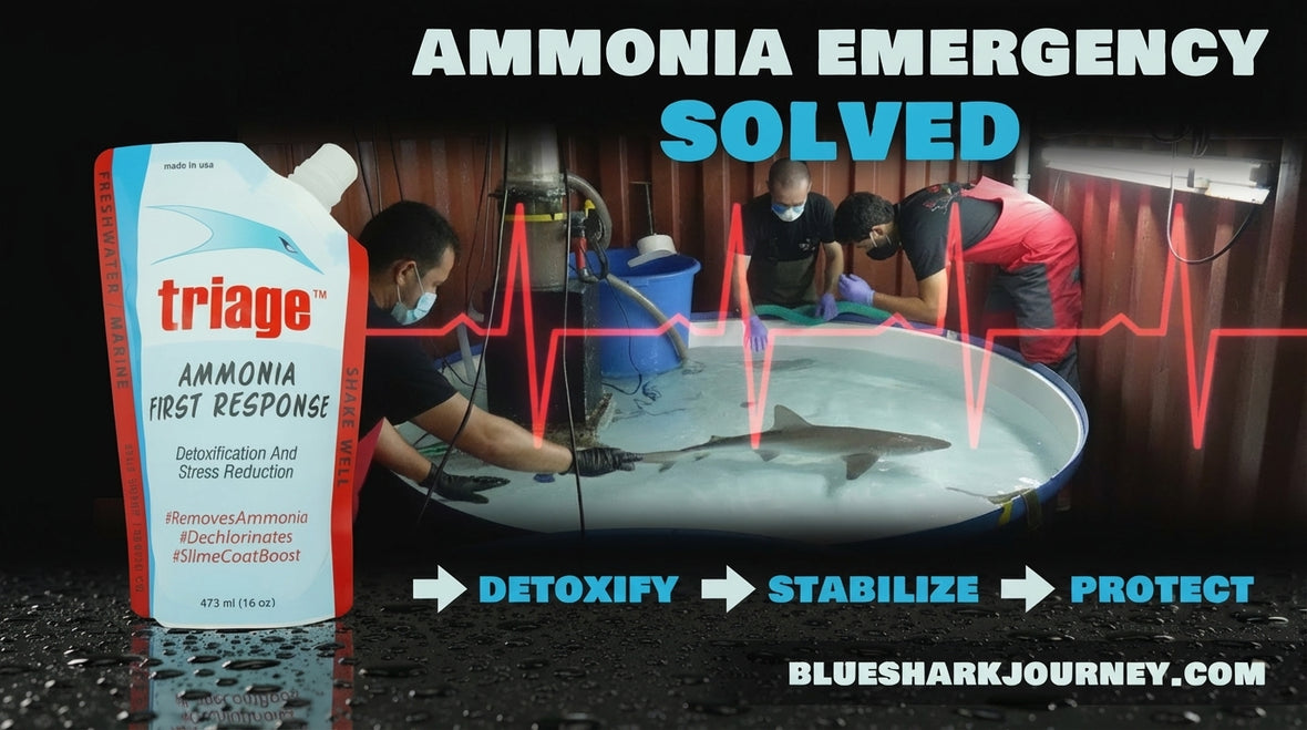 Blue shark triage solved